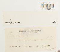 Climacium americanum image