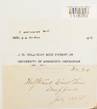 Climacium americanum image