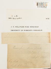 Climacium americanum image