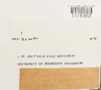 Climacium americanum image