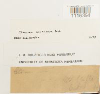 Climacium americanum image