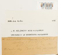 Climacium americanum image