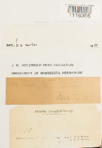 Climacium americanum image