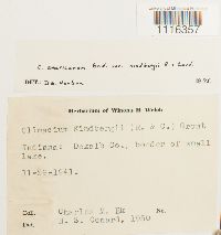 Media resource of Climacium americanum