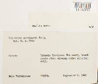 Climacium americanum image