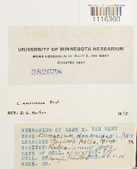 Climacium americanum image