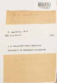 Climacium americanum image