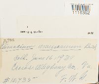 Climacium americanum image