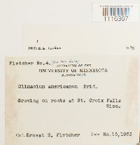 Climacium americanum image