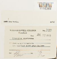 Climacium americanum image