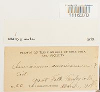 Climacium americanum image