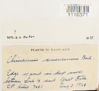 Climacium americanum image