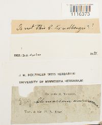 Climacium americanum image