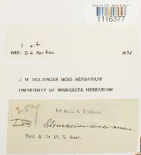 Climacium americanum image