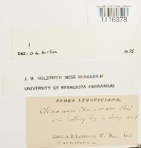 Climacium americanum image