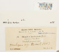 Climacium americanum image