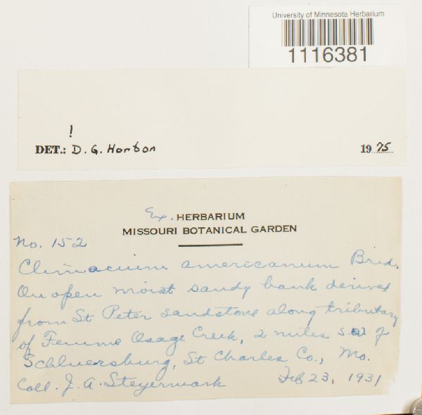 Climacium americanum image