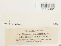 Climacium americanum image