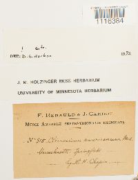 Climacium americanum image