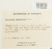 Climacium americanum image