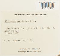 Climacium americanum image