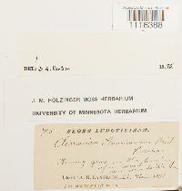 Climacium americanum image