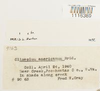 Climacium americanum image