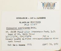 Climacium americanum image