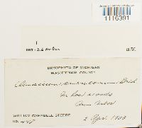 Climacium americanum image