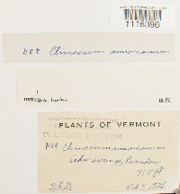 Climacium americanum image