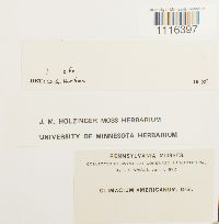 Climacium americanum image