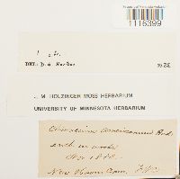 Climacium americanum image