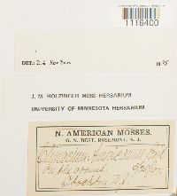 Climacium americanum image