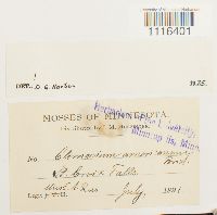 Climacium americanum image