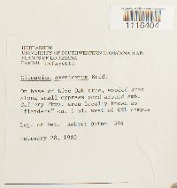 Climacium americanum image