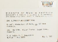 Climacium americanum image