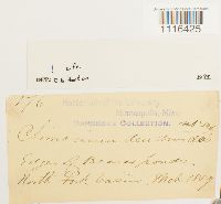 Climacium dendroides image