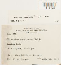 Climacium dendroides image