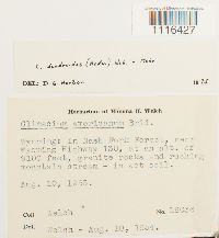 Climacium dendroides image