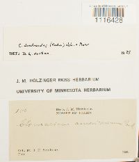 Climacium dendroides image