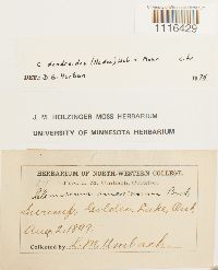 Climacium dendroides image