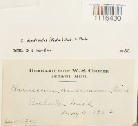 Climacium dendroides image