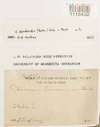 Climacium dendroides image