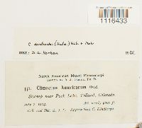 Climacium dendroides image