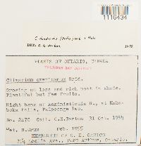 Climacium dendroides image