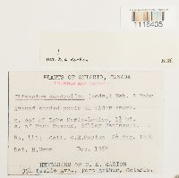 Climacium dendroides image