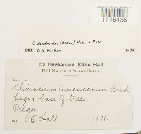 Climacium dendroides image