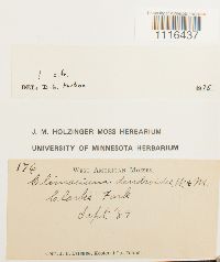 Climacium dendroides image