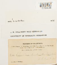 Climacium dendroides image