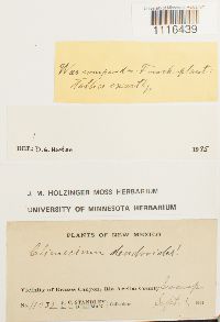 Climacium dendroides image